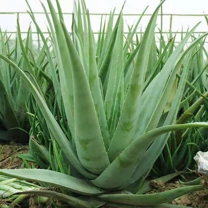 Soap Making Raw Material - 100% Daun Lidah Buaya Kering Alami